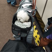 Cute Plane Passenger Dog