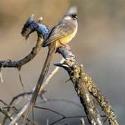 Speckled Mousebird