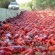 Crabs of Christmas Island