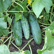 Cucumbers