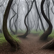 Hoia Baciu Forest, Romania