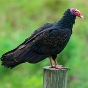 Turkey Vulture