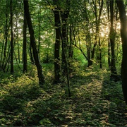 The Screaming Woods, England, UK