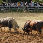 Bullfights of Grmec