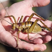 Giant Weta