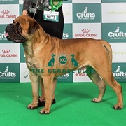 Bullmastiff