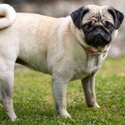 Pug