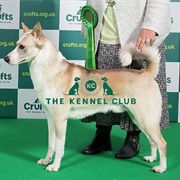 Canaan Dog