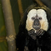 Pale-Headed Saki Monkey