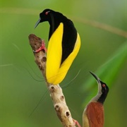 Twelve Wired Bird of Paradise