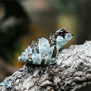 Amazon Milk Frog