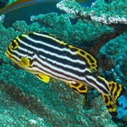 Sweetlips