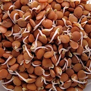 Lentil Crimson Sprouts