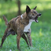 Learn to Read a Dog&#39;s Body Language