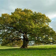 Oak Tree