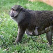 Allen&#39;s Swamp Monkey