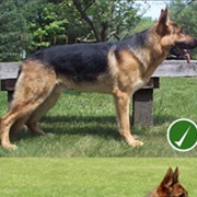 German Shepherd Dog