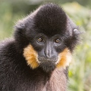 Buff-Cheeked Gibbon