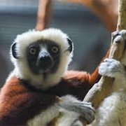 Coquerel&#39;s Sifaka