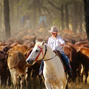 Join a Outback Cattle Ride