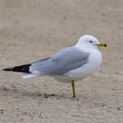 Ring-Billed Gull