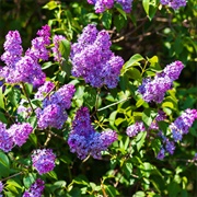 Lilac Bush