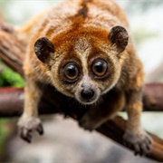 Pygmy Slow Loris