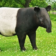 Tapir (Ecuador)