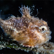 Pacific Spiny Lumpsucker