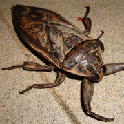 Giant Water Bug