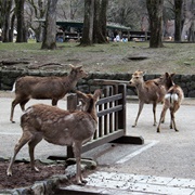 Nara Deer Park, Japan