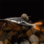 Redtail Catfish