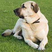 Turkish Kangal Dog