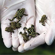 Corroboree Frog