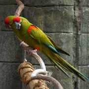 Red-Fronted Macaw