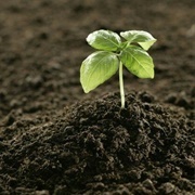 Fertile Soil