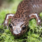 Pacific Giant Salamander