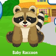 Baby Raccoon