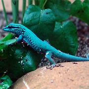 Electric Blue Gecko