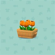 Potted Orange Tulip