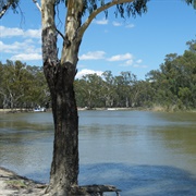 Barmah National Park