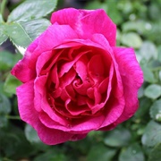 American Beauty Rose