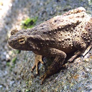 Asian Giant Toad