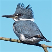 Belted Kingfisher