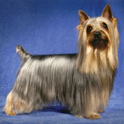 Australian Silky Terrier