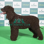 Spaniel (Irish Water)