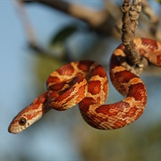 Corn Snake