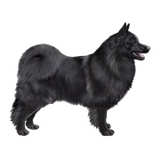 Swedish Lapphund