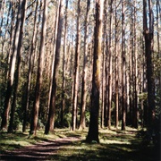 Yarra Ranges National Park