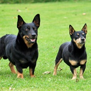 Lancashire Heeler